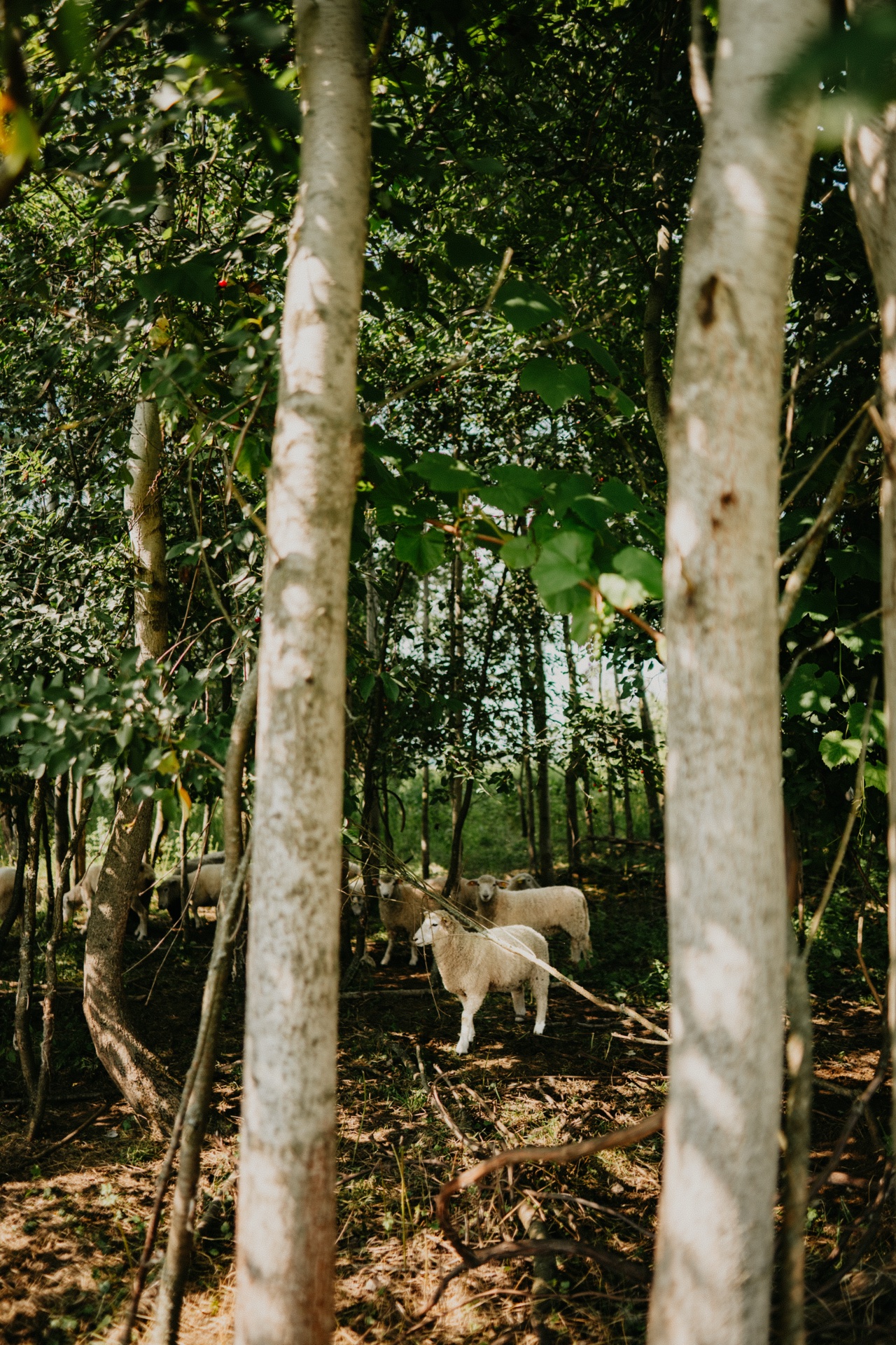 Naluka domky - další foto