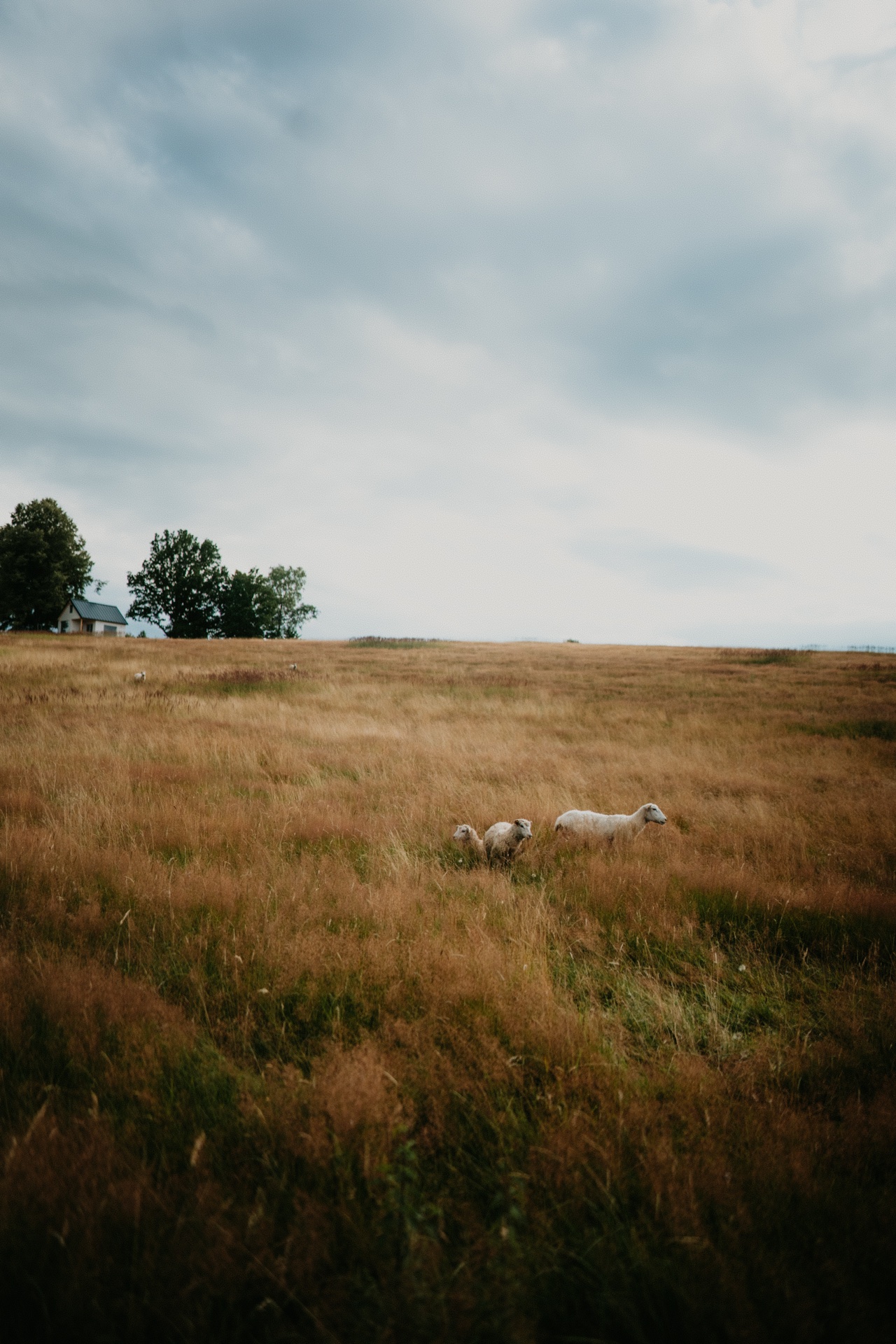 Naluka, místo uprostřed pastvin